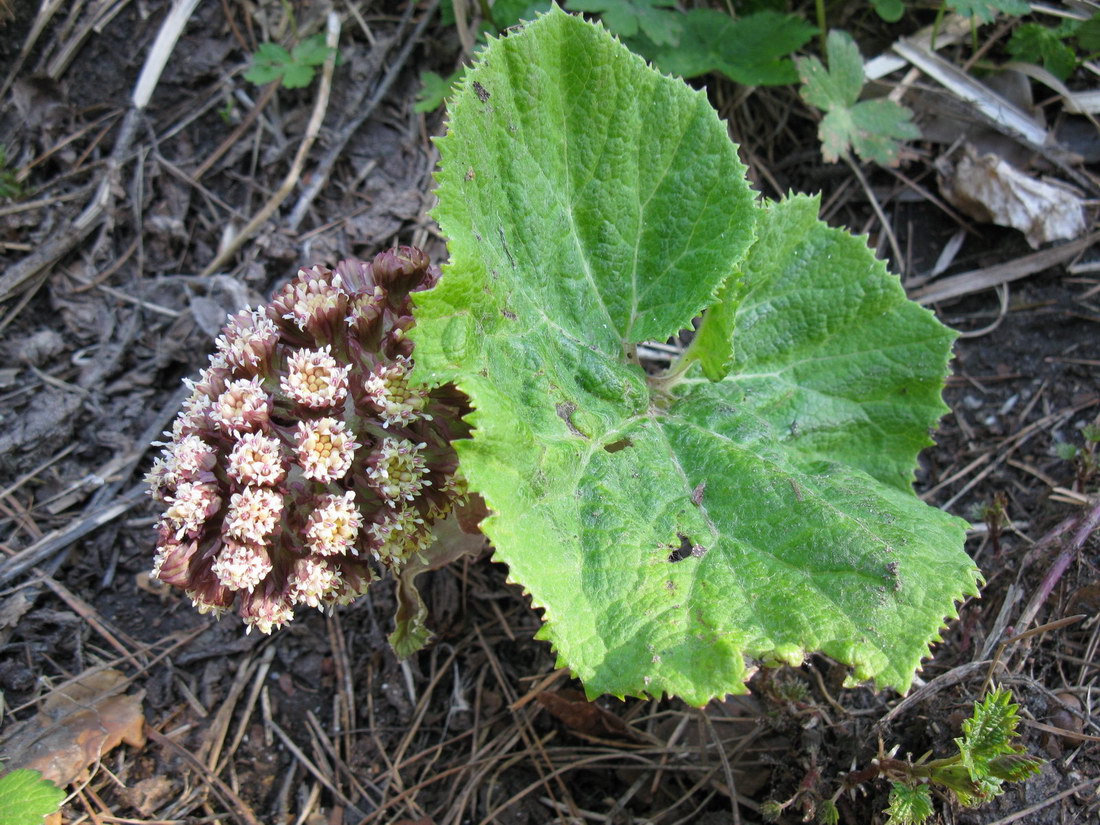 Изображение особи Petasites hybridus.