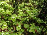 Chamaepericlymenum canadense. Цветущие растения в сообществе с Equisetum hiemale и Maianthemum bifolium под пологом травянистого лиственичника. Хабаровский край, Ванинский р-н, окр. пос. Высокогорный. 21.06.2012.