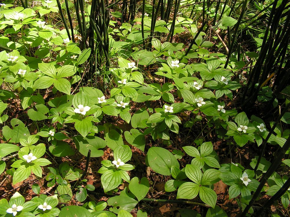 Image of Chamaepericlymenum canadense specimen.