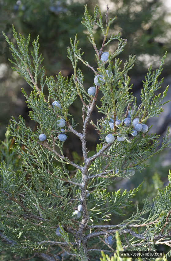 Image of Juniperus excelsa specimen.