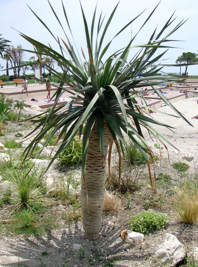 Image of Dracaena draco specimen.