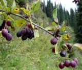 Berberis sphaerocarpa. Ветвь с плодами. Кыргызстан, северный берег озера Иссык-Куль, Григорьевское ущелье. 08.08.2011.