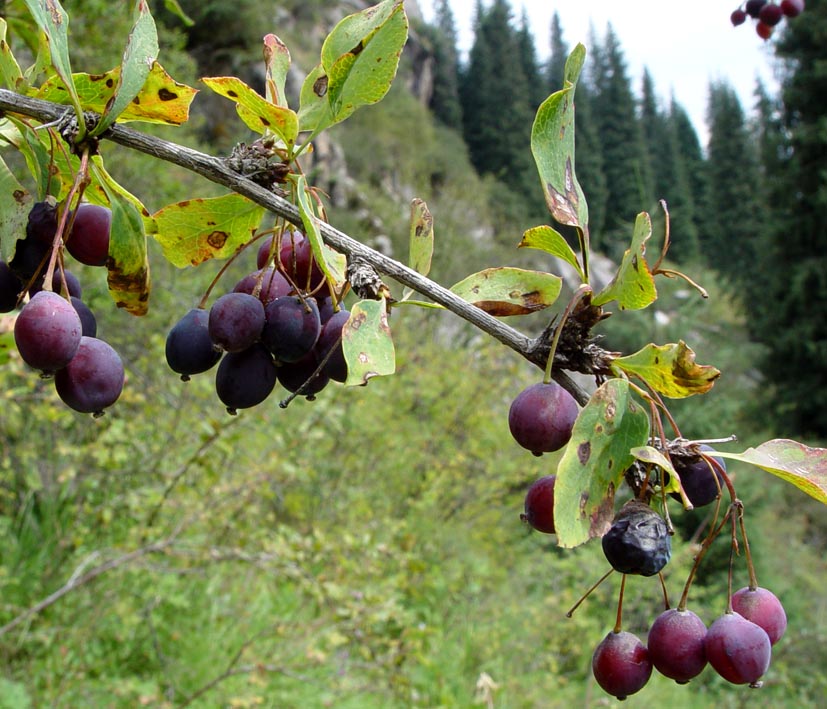 Image of Berberis sphaerocarpa specimen.