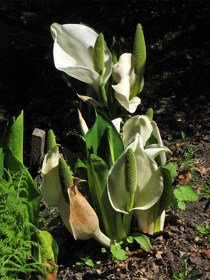 Image of Lysichiton camtschatcensis specimen.