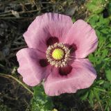 Papaver somniferum