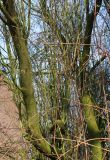 Prunus cerasifera. Скелетные ветви ('Nigra'). Германия, г. Кемпен, у детской площадки. 25.03.2013.