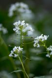 Pachyphragma macrophyllum