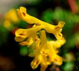 Corydalis speciosa