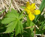 Trollius riederianus