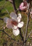 Magnolia &times; soulangeana