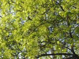 Acer platanoides. Крона цветущего растения. Тамбовская обл., Петровский р-н, с. Петровское. 03.05.2013.