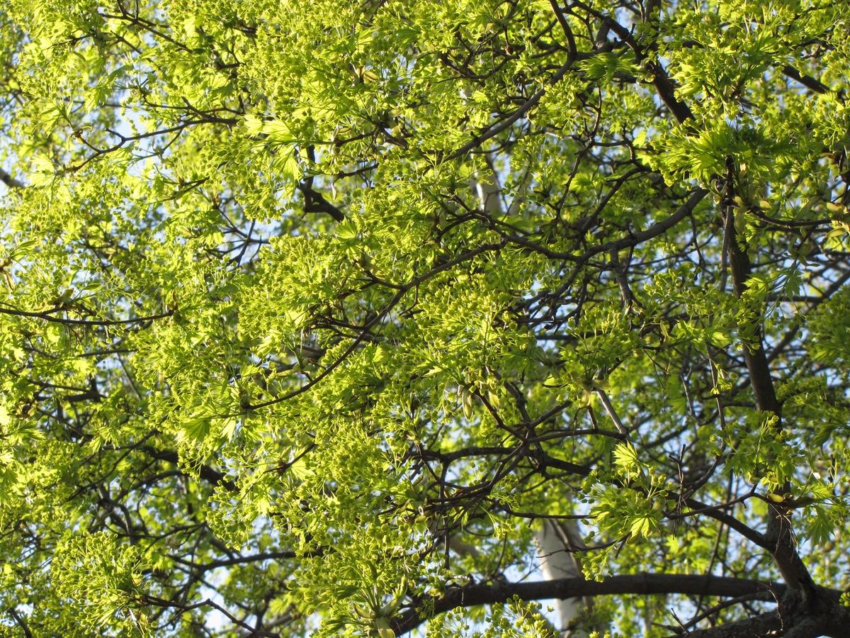 Image of Acer platanoides specimen.