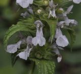 Stachys plumosa