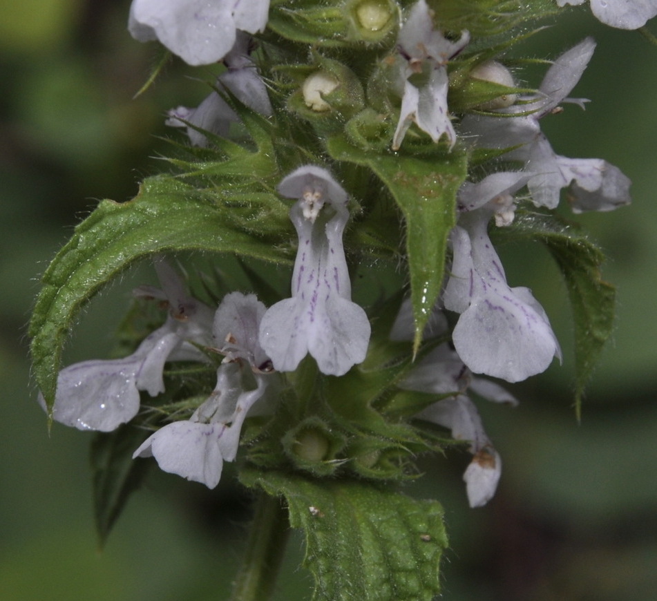 Image of Stachys plumosa specimen.