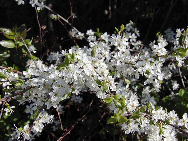 Изображение особи род Prunus.