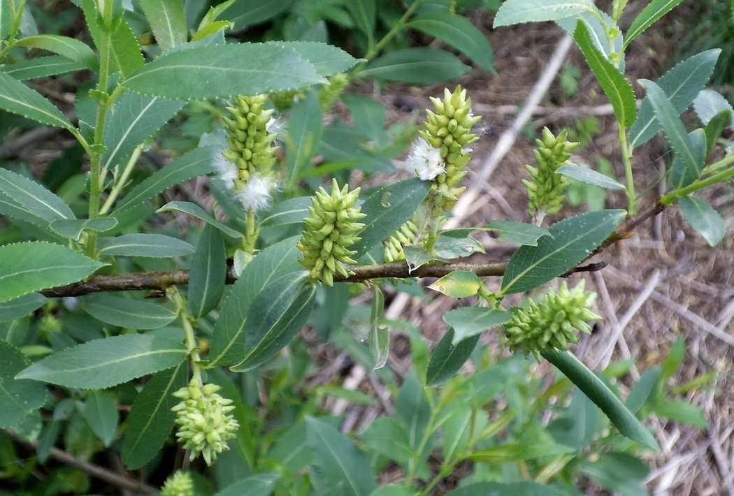 Image of Salix × alopecuroides specimen.