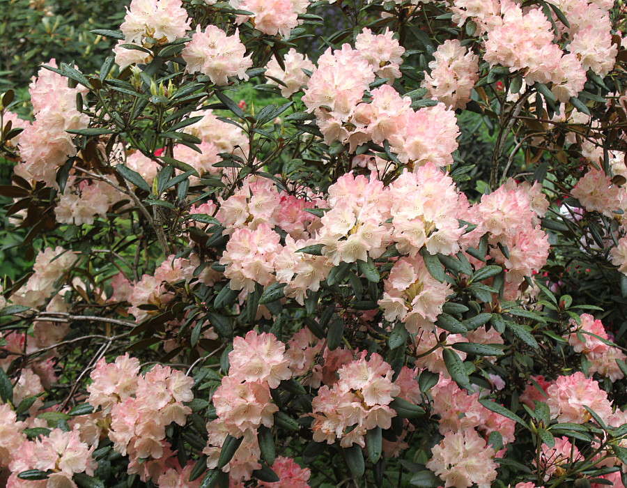 Изображение особи Rhododendron yakushimanum.