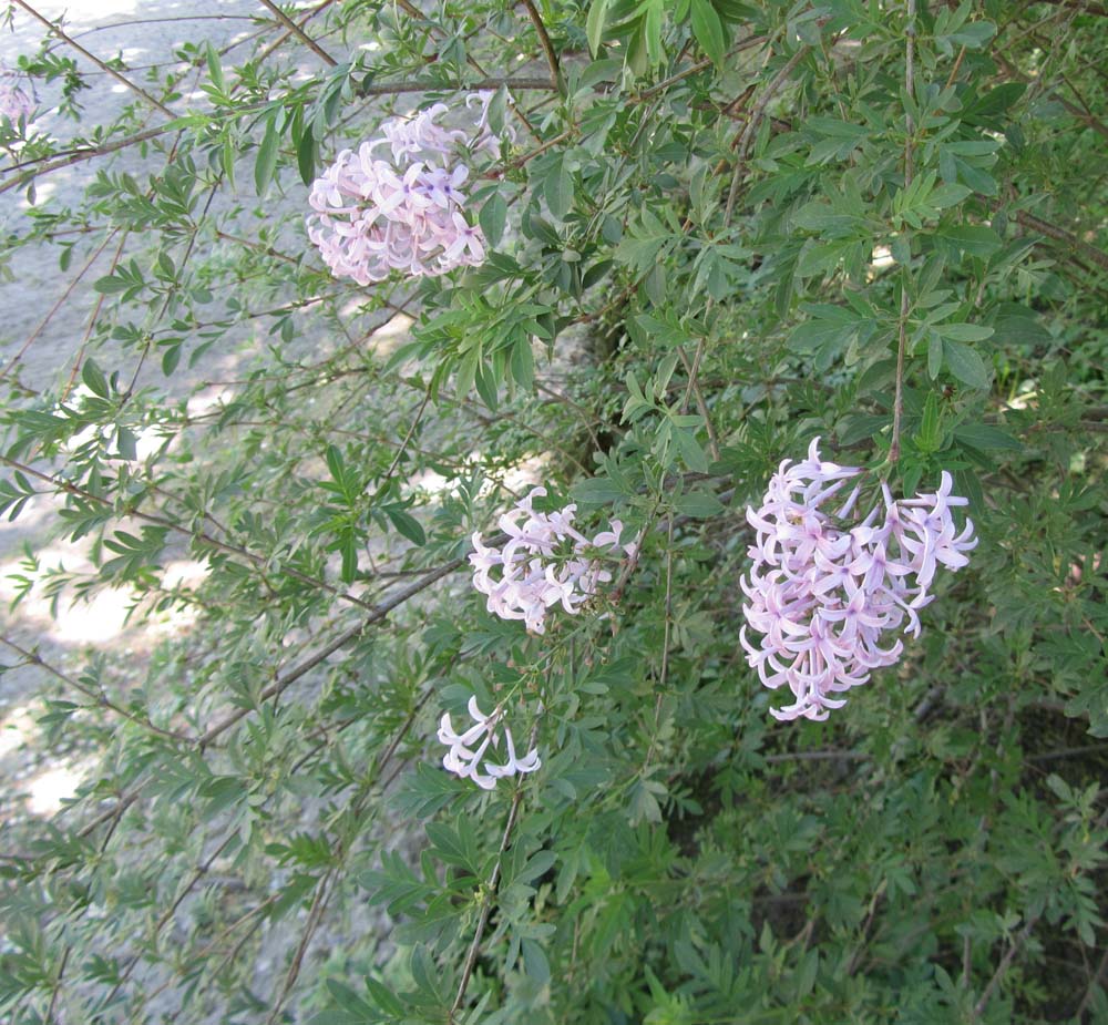 Изображение особи Syringa protolaciniata.