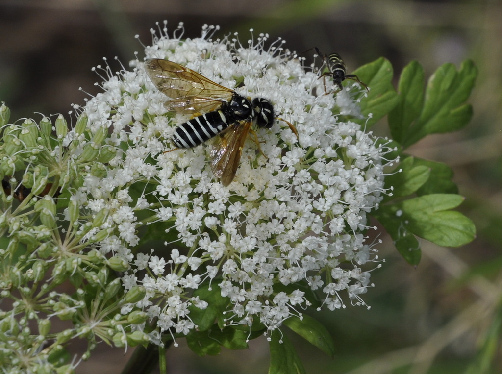 Image of familia Apiaceae specimen.