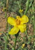 Verbascum pinnatifidum