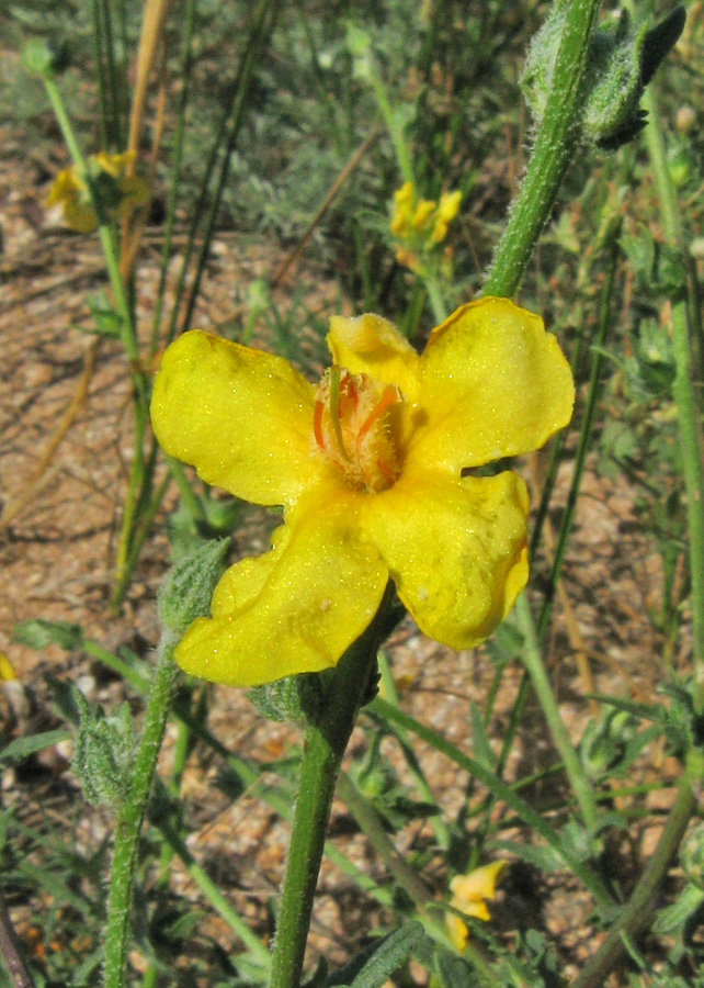 Image of Verbascum pinnatifidum specimen.