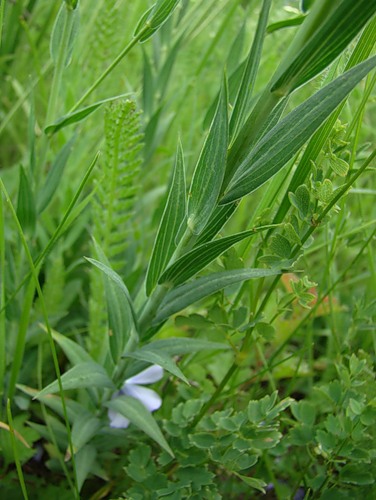 Изображение особи Linum nervosum.