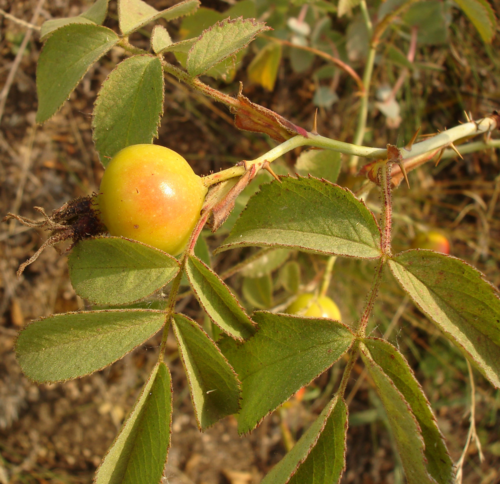 Image of Rosa villosa specimen.