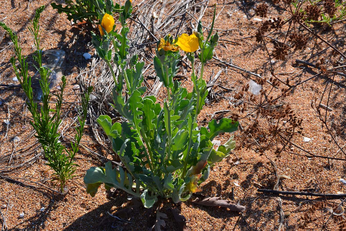 Image of Glaucium flavum specimen.