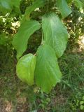 Parrotia persica