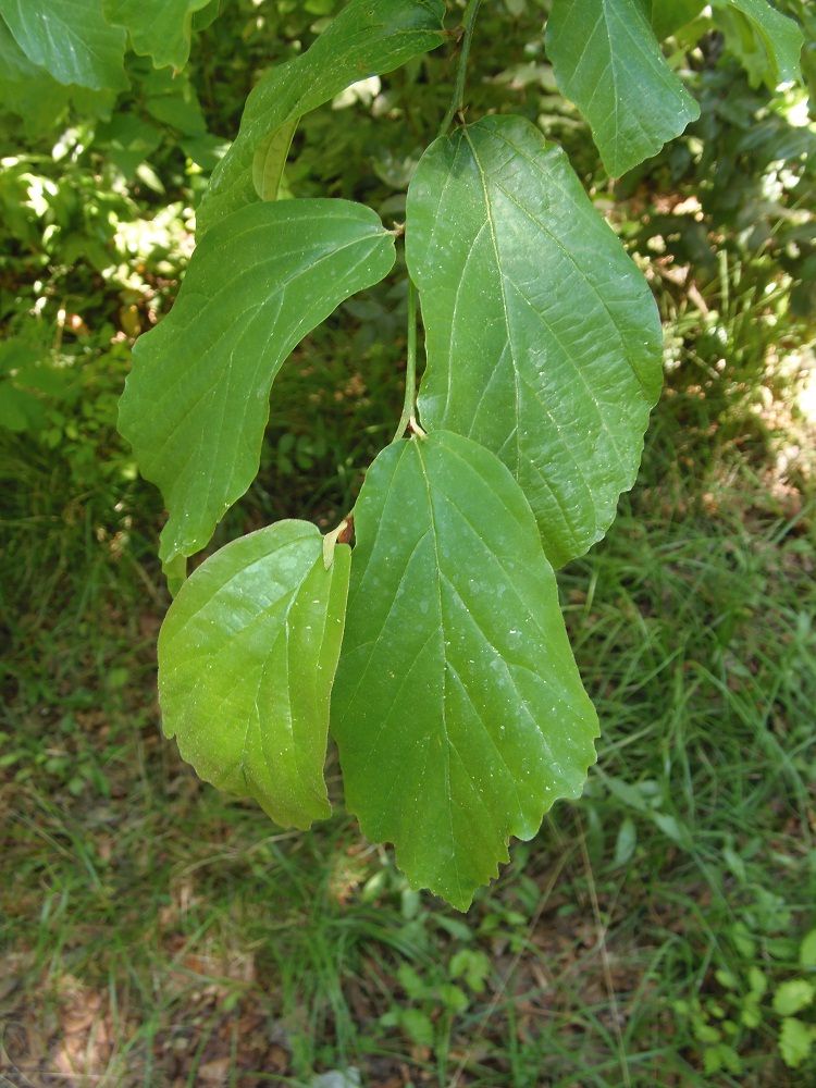 Изображение особи Parrotia persica.