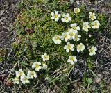 Diapensia obovata. Цветущие растения. Камчатский край, вулкан Горелый. 26.07.2013.