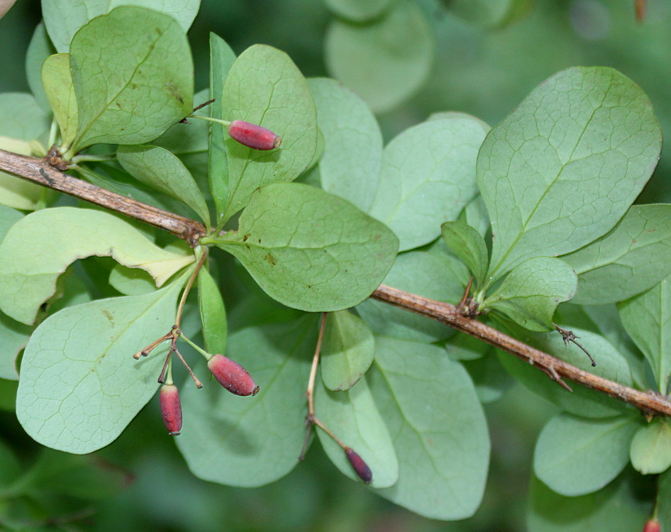 Изображение особи Berberis polyantha.