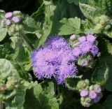 Ageratum houstonianum