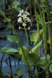 Menyanthes trifoliata