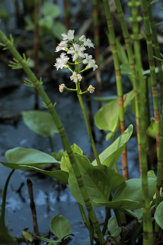 Image of Menyanthes trifoliata specimen.