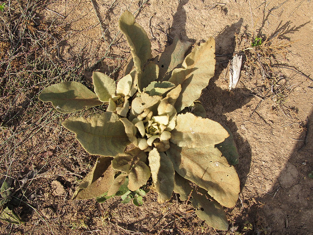 Изображение особи Verbascum thapsus.