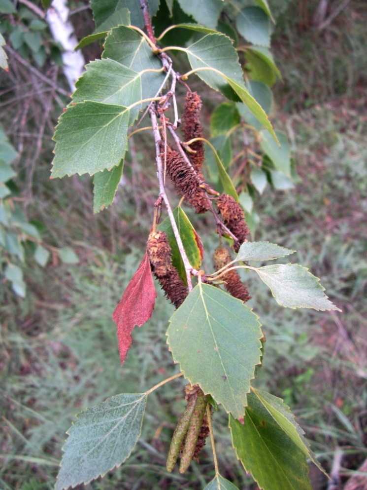 Image of Betula borysthenica specimen.