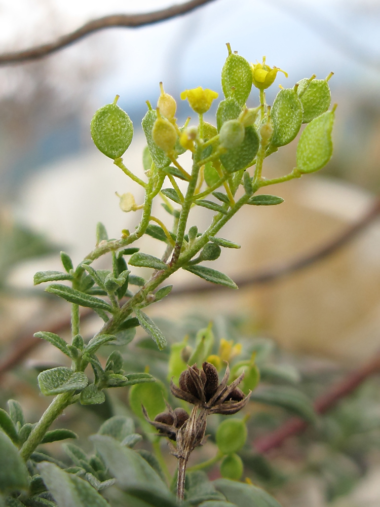 Image of Odontarrhena obtusifolia specimen.