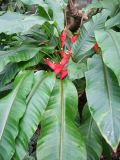 Heliconia stricta