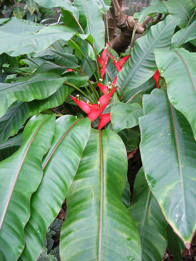 Image of Heliconia stricta specimen.