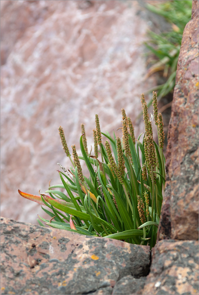 Изображение особи Plantago maritima.