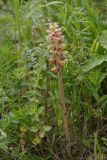 род Orobanche. Цветущее растение. Юго-восточный Казахстан, Кунгей Алатау, окр. Первого Кульсайского оз. 05.07.2013.