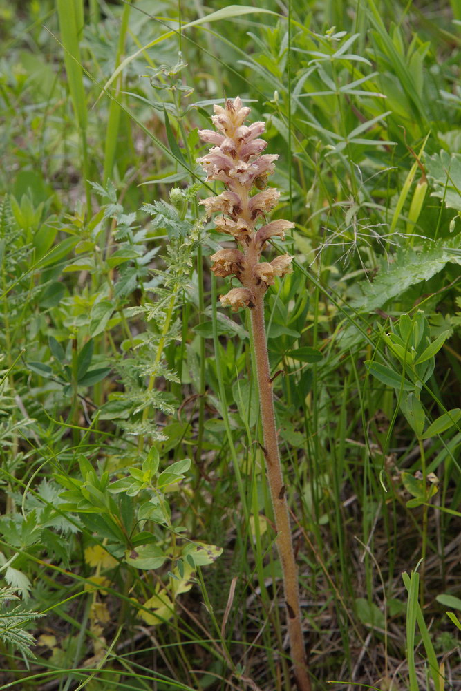 Image of genus Orobanche specimen.