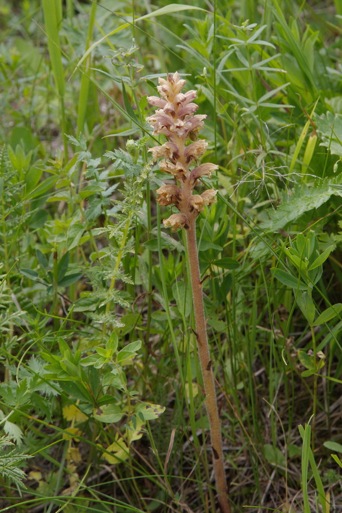 Изображение особи Orobanche lutea.