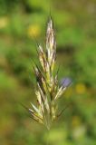 Image of taxon representative. Author is Владимир Эпиктетов