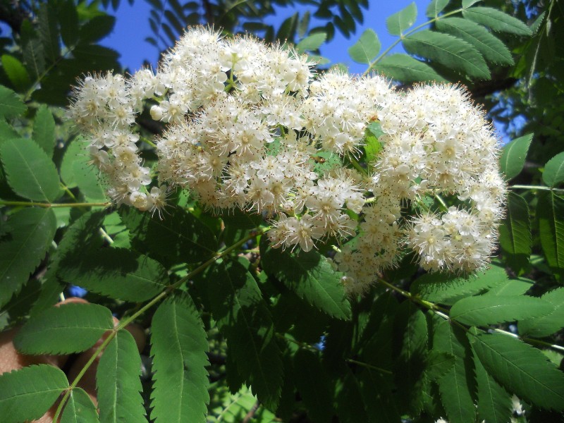 Image of Sorbus aucuparia specimen.