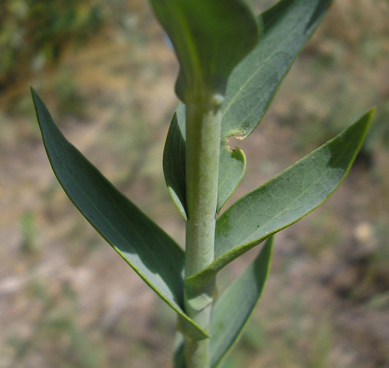 Изображение особи Linaria genistifolia.