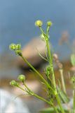 Ranunculus polyanthemos