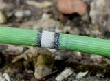 Equisetum hyemale variety robustum. Средняя часть побега. Германия, г. Дюссельдорф, Ботанический сад университета. 14.08.2013.