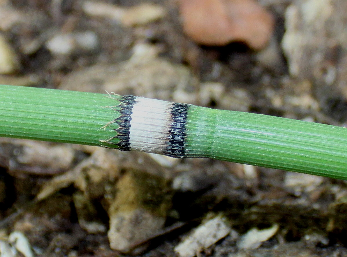 Image of Equisetum hyemale var. robustum specimen.